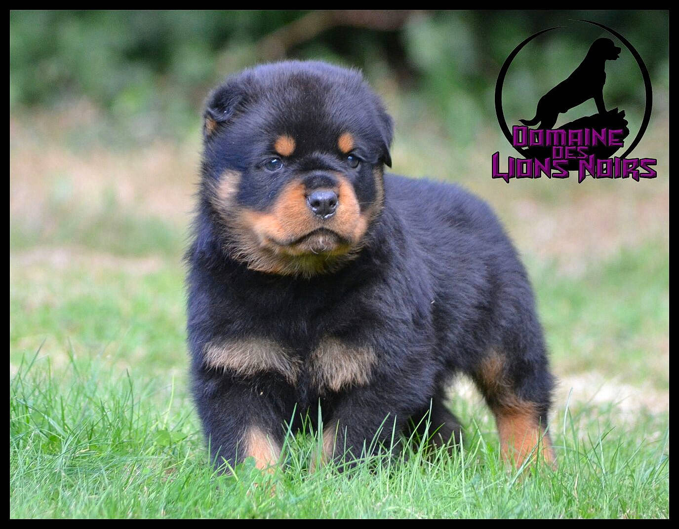 Malco a rejoint le concours — aidez-le/la à gagner de superbes lots ! canidae, carnivore, companion_dog, dog, dog_breed, font, fur, grass, happy, paw, plant, rottweiler, snout, terrestrial_animal, wildlife, working_animal