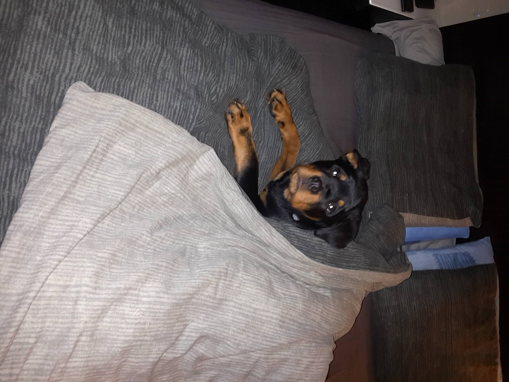 Malco a rejoint le concours — aidez-le/la à gagner de superbes lots ! bed, bedding, canidae, carnivore, comfort, companion_dog, couch, dog, dog_breed, fawn, flooring, grey, guard_dog, hardwood, linens, pillow, room, sporting_group, toy_dog, wood