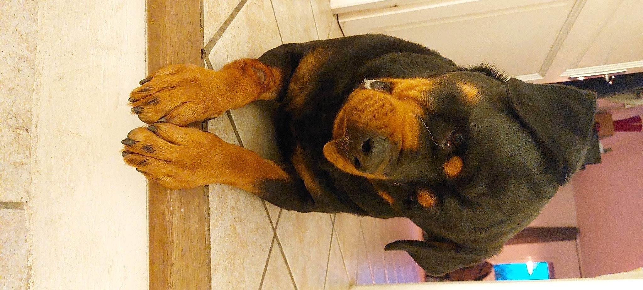 Pryska a rejoint le concours — aidez-le/la à gagner de superbes lots ! carnivore, claw, comfort, companion_dog, dog_breed, ear, fur, hardwood, liver, natural_material, primate, snout, sporting_group, tail, terrestrial_animal, wood