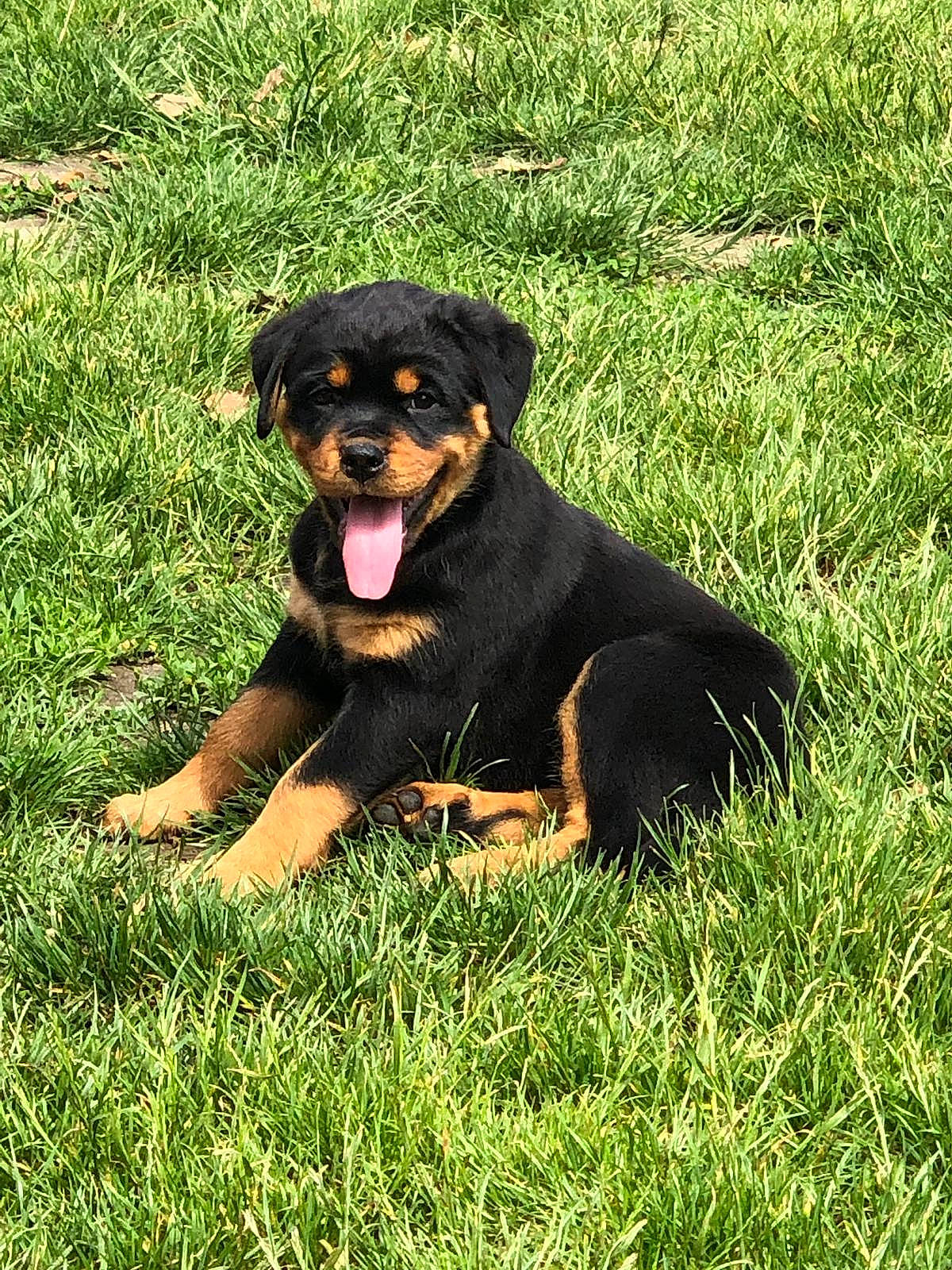 Pryska participe au concours pour gagner de l'argent avec cette photo : canidae, carnivore, companion_dog, dog, dog_breed, grass, grassland, guard_dog, hunting_dog, plant, rottweiler, snout, sporting_group, terrestrial_animal, working_dog