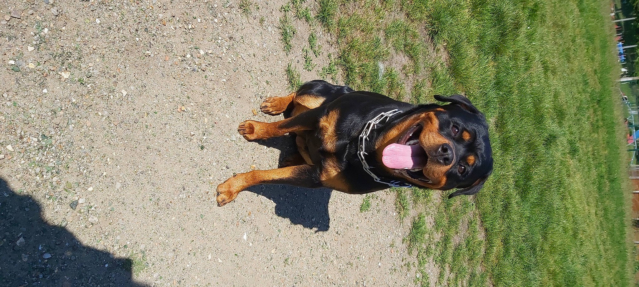 Pryska a rejoint le concours — aidez-le/la à gagner de superbes lots ! asphalt, canidae, carnivore, companion_dog, dog, dog_breed, fawn, grass, guard_dog, hunting_dog, pinscher, plant, road_surface, snout, soil, sporting_group, sunglasses, terrestrial_animal, working_animal, working_dog