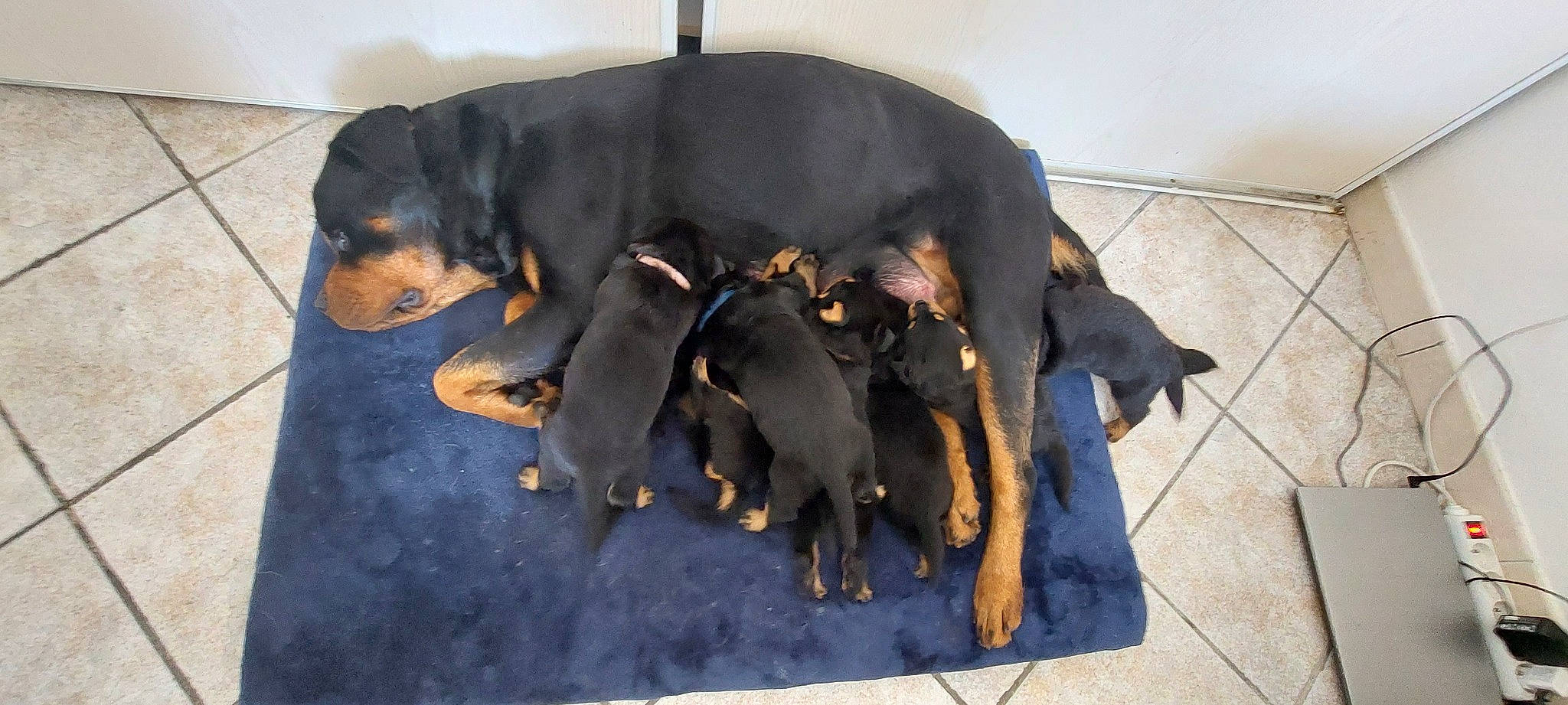 Babys a rejoint le concours — aidez-le/la à gagner de superbes lots ! canidae, carnivore, collar, companion_dog, dog, dog_breed, dog_supply, fawn, guard_dog, hunting_dog, paw, pet_supply, pinscher, snout, sporting_group, tail, toy_dog, working_animal, working_dog