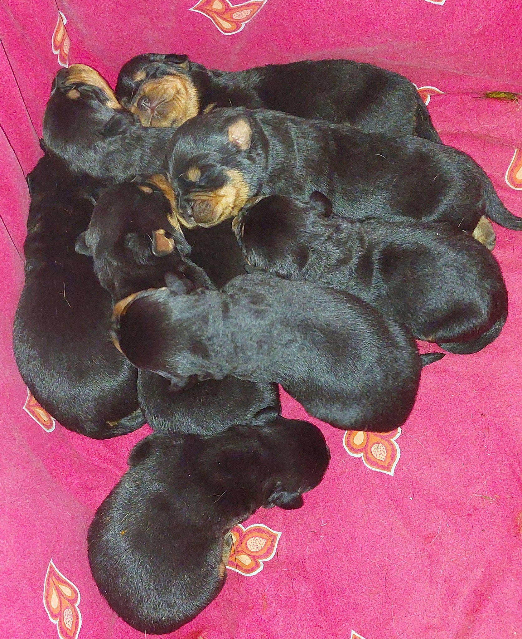 Babys participe au concours pour gagner de l'argent avec cette photo : canidae, carmine, carnivore, companion_dog, dog, dog_breed, fashion_accessory, fawn, fur, liver, magenta, non_sporting_group, paw, rottweiler, snout, sporting_group, terrestrial_animal, working_animal