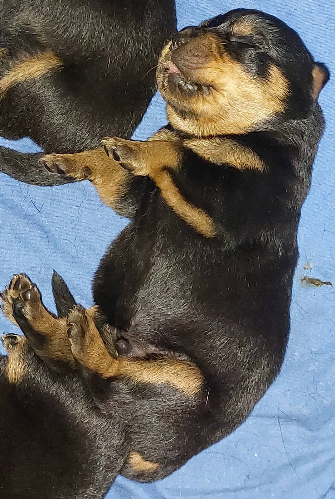 Babys participe au concours pour gagner de l'argent avec cette photo : carnivore, dog_breed, fawn, fur, fur_seal, natural_material, snout, terrestrial_animal, wildlife, working_animal