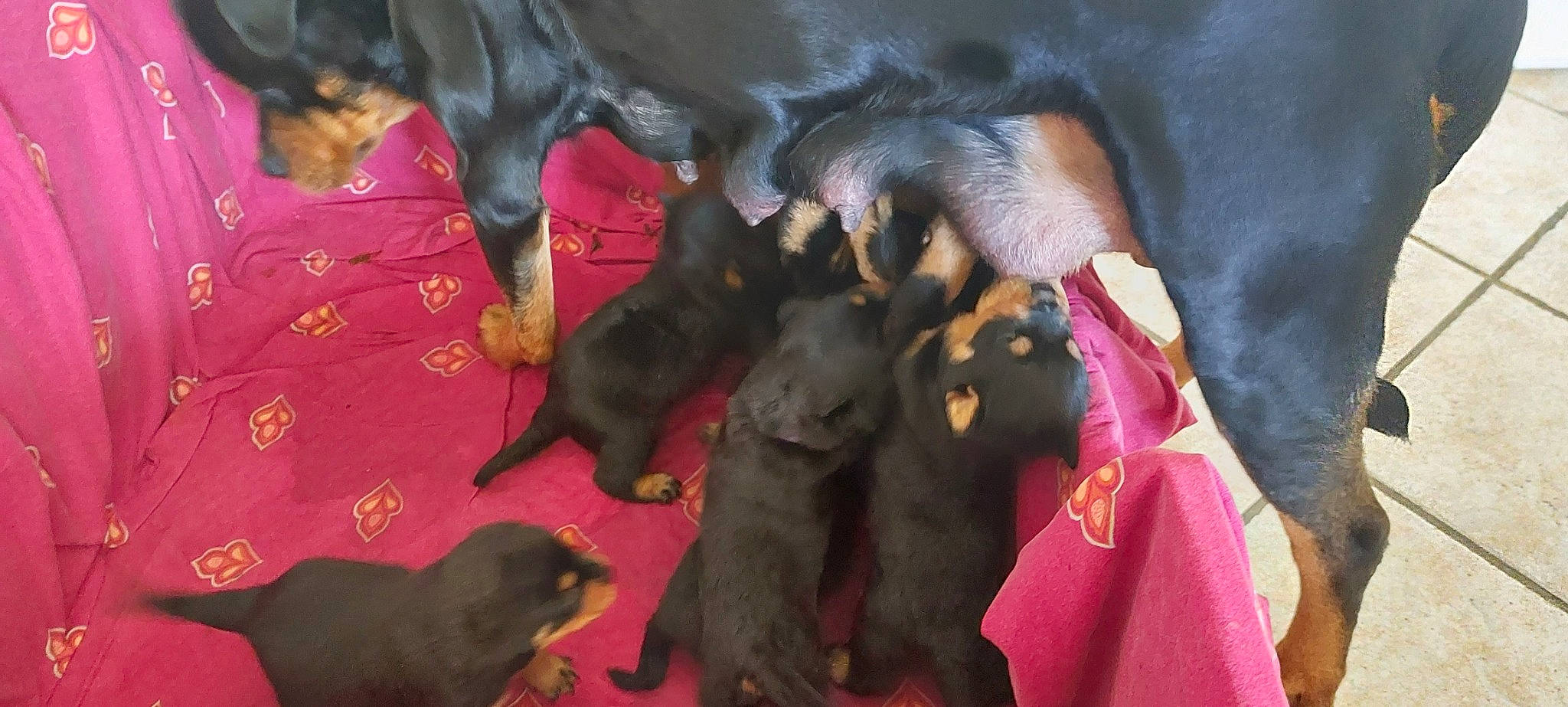 Babys participe au concours pour gagner de l'argent avec cette photo : canidae, carmine, carnivore, comfort, companion_dog, dog, dog_breed, event, fur, guard_dog, liver, magenta, mammal, montenegrin_mountain_hound, pink, snout, sporting_group, vertebrate, working_animal