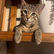 Woody joined the competition — help win amazing prizes! cat, kitten, tabby_cat, shelf, wood, paws, eyes, whiskers, indoor, plant, pot, portrait, furniture, cute, curious, looking_at_camera, closeup, ears, stripes, home