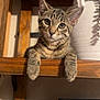 cat, kitten, tabby_cat, shelf, wood, paws, eyes, whiskers, indoor, plant, pot, portrait, furniture, cute, curious, looking_at_camera, closeup, ears, stripes, home