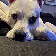 Lady a rejoint le concours — aidez-le/la à gagner de superbes lots ! animal, canine, close_up, couch, decor, dog, ears, face, fur, home, indoor, looking_at_camera, lying_down, modern_interior, pet, relaxed, resting, sofa, soft_lighting, white_dog