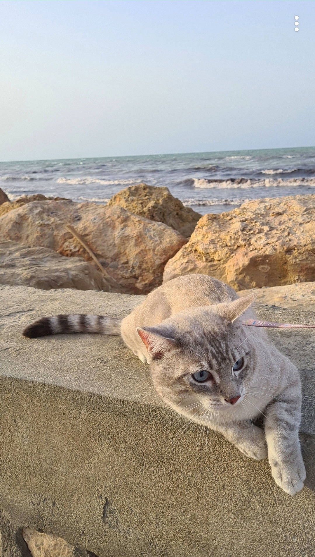 Minoushe a rejoint le concours — aidez-le/la à gagner de superbes lots ! art, beach, bedrock, carnivore, cat, domestic_short_haired_cat, fawn, felidae, horizon, landscape, rock, sand, seabird, sky, small_to_medium_sized_cats, soil, water, whiskers, wind_wave, wood