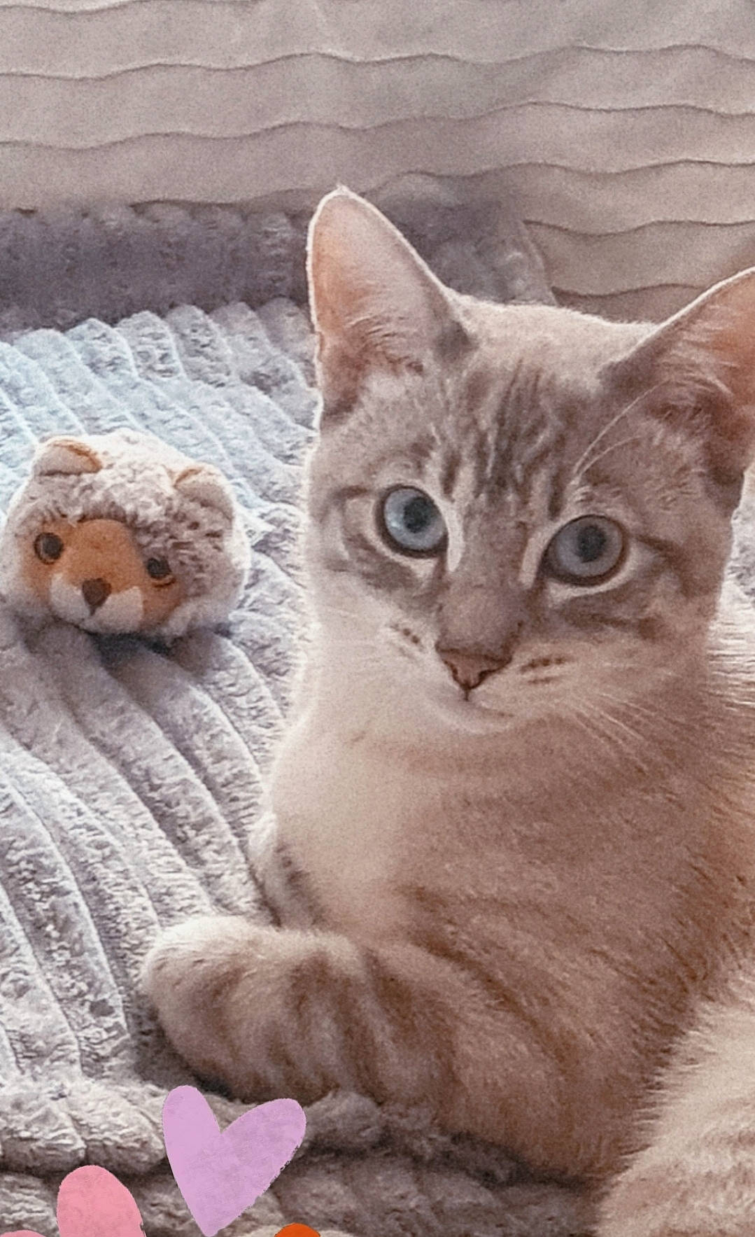 Minoushe a rejoint le concours — aidez-le/la à gagner de superbes lots ! art, carnivore, cat, comfort, domestic_short_haired_cat, fawn, felidae, fur, linens, pattern, paw, photo_caption, small_to_medium_sized_cats, snout, tail, terrestrial_animal, toy, whiskers, wildlife, window