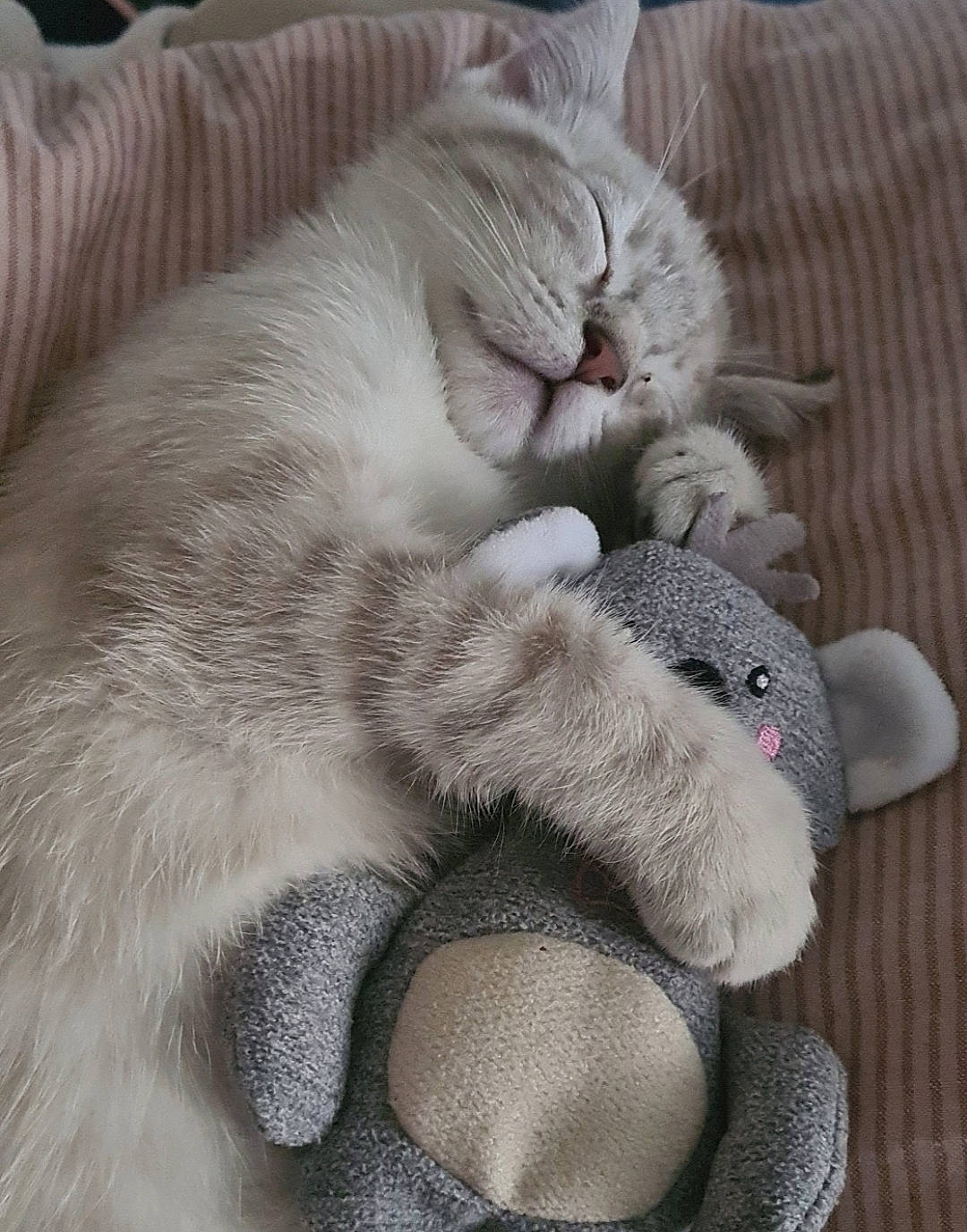 Minoushe a rejoint le concours — aidez-le/la à gagner de superbes lots ! carnivore, cat, claw, comfort, domestic_short_haired_cat, fawn, felidae, foot, fur, grey, nap, paw, sleep, small_to_medium_sized_cats, snout, stuffed_toy, tail, terrestrial_animal, toy, whiskers