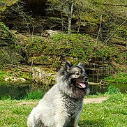 Zorro joined the competition — help win amazing prizes! canine, daytime, dog, fluffy, grass, greenery, happy, landscape, leash, moss, nature, outdoor, pond, rocks, scenery, sitting, sunny, tongue_out, trees, water