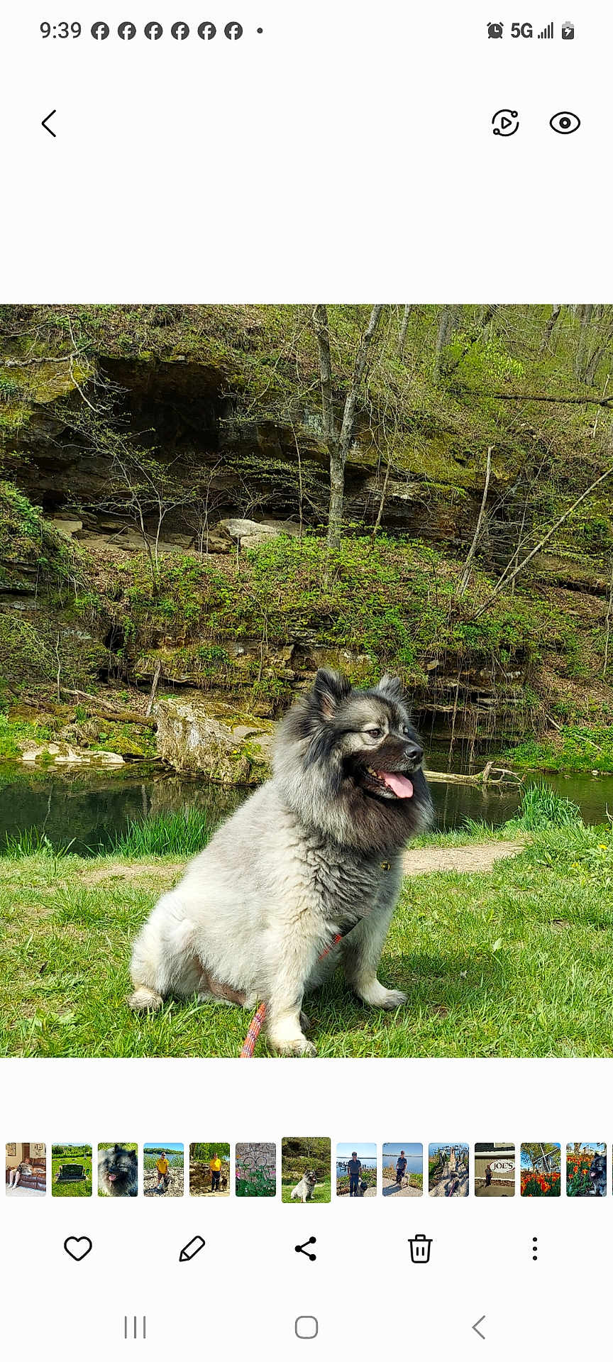 Zorro