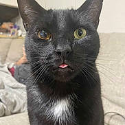 Umbreon is registered to the contest to win money with this photo: animal, black_cat, cat, close_up, cozy, curious, cute, domestic_cat, eyes, face, feline, fur, heterochromia, indoor, pet, portrait, sitting, tongue_out, whiskers, white_patch