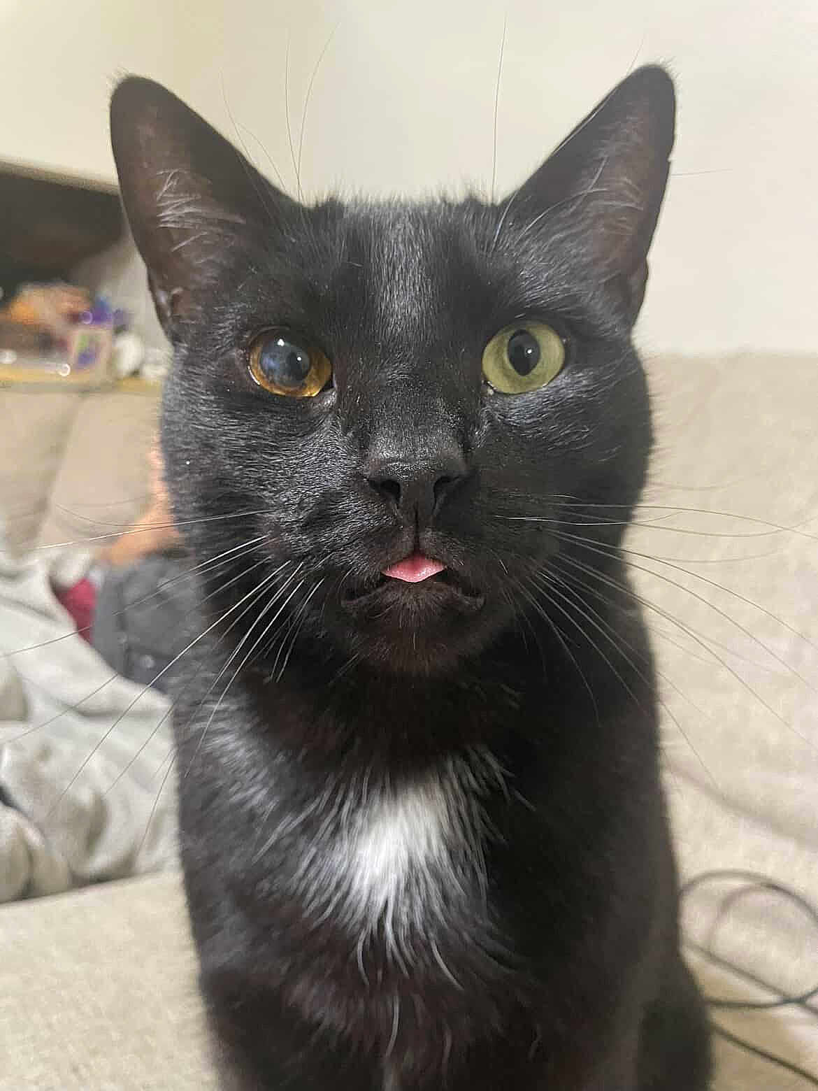Umbreon