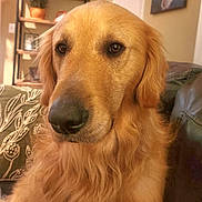 Boston is registered to the contest to win money with this photo: animal, black_nose, brown_eyes, canine, closeup, couch, cushion, dog, floppy_ears, fur, furniture, golden_fur, golden_retriever, indoors, living_room, pet, photography, portrait, shelves, warm_lighting