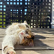 Mimoune a rejoint le concours — aidez-le/la à gagner de superbes lots ! cat, fluffy, relaxed, outdoor, wooden_deck, sunlight, shadow, lattice_fence, pet, sleepy, stretching, closeup, animal, mammal, whiskers, paw, fur, daylight, nature, resting