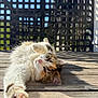 cat, fluffy, relaxed, outdoor, wooden_deck, sunlight, shadow, lattice_fence, pet, sleepy, stretching, closeup, animal, mammal, whiskers, paw, fur, daylight, nature, resting