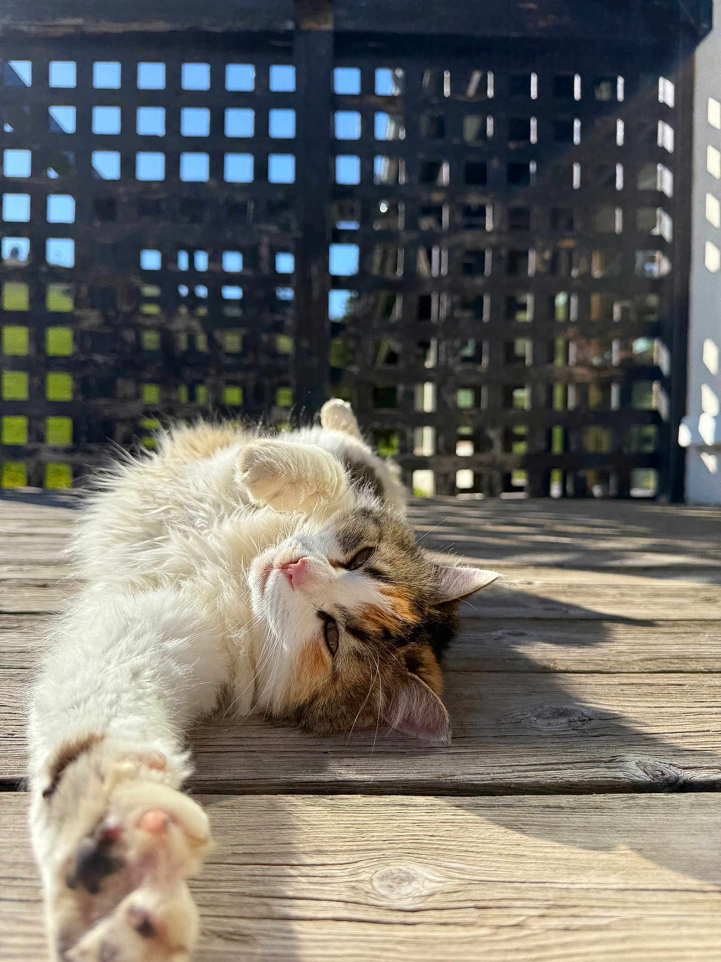 Mimoune a rejoint le concours — aidez-le/la à gagner de superbes lots ! cat, fluffy, relaxed, outdoor, wooden_deck, sunlight, shadow, lattice_fence, pet, sleepy, stretching, closeup, animal, mammal, whiskers, paw, fur, daylight, nature, resting