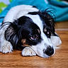 dog, black_and_white, lying_down, wooden_floor, close_up, pet, canine, fur, ears, paws, indoor, expression, animal, portrait, resting, cute, domestic, sleepy, background_blur, eyes