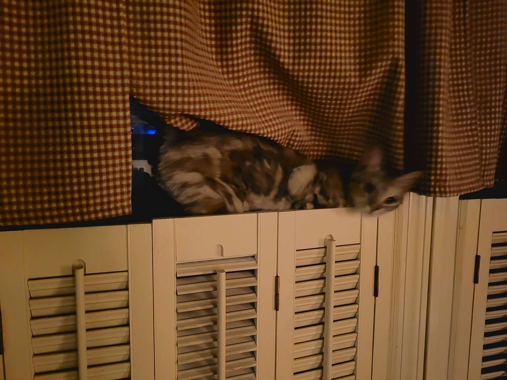 Zu Zu joined the competition — help win amazing prizes! carnivore, cat, domestic_short_haired_cat, felidae, fur, major_appliance, mammal, room, small_to_medium_sized_cats, tail, vertebrate, whiskers, wood