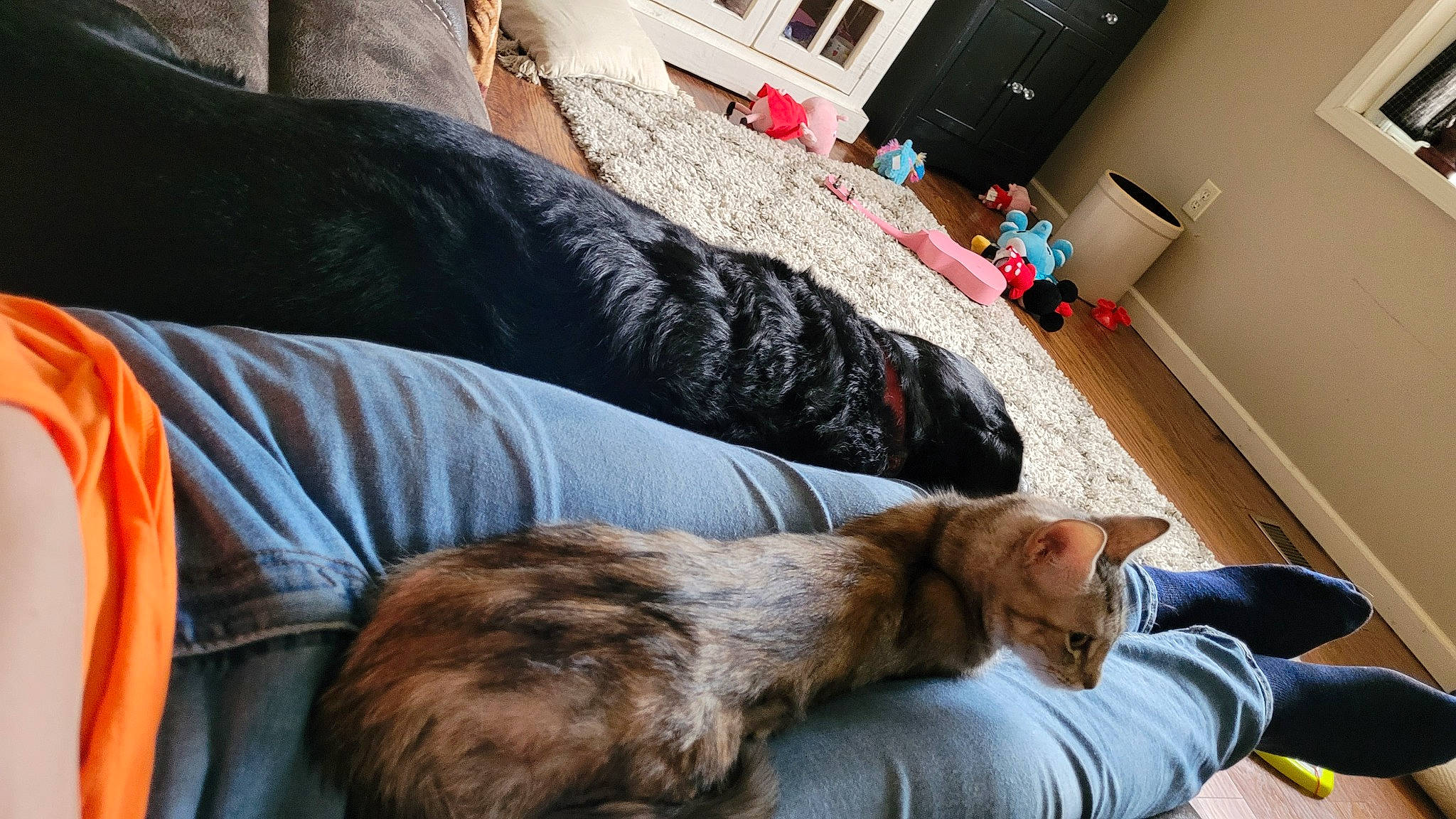 Zu Zu is registered to the contest to win money with this photo: building, carnivore, cat, comfort, companion_dog, couch, dog_breed, domestic_short_haired_cat, door, felidae, flooring, fur, living_room, nap, room, small_to_medium_sized_cats, sporting_group, tail, whiskers, window