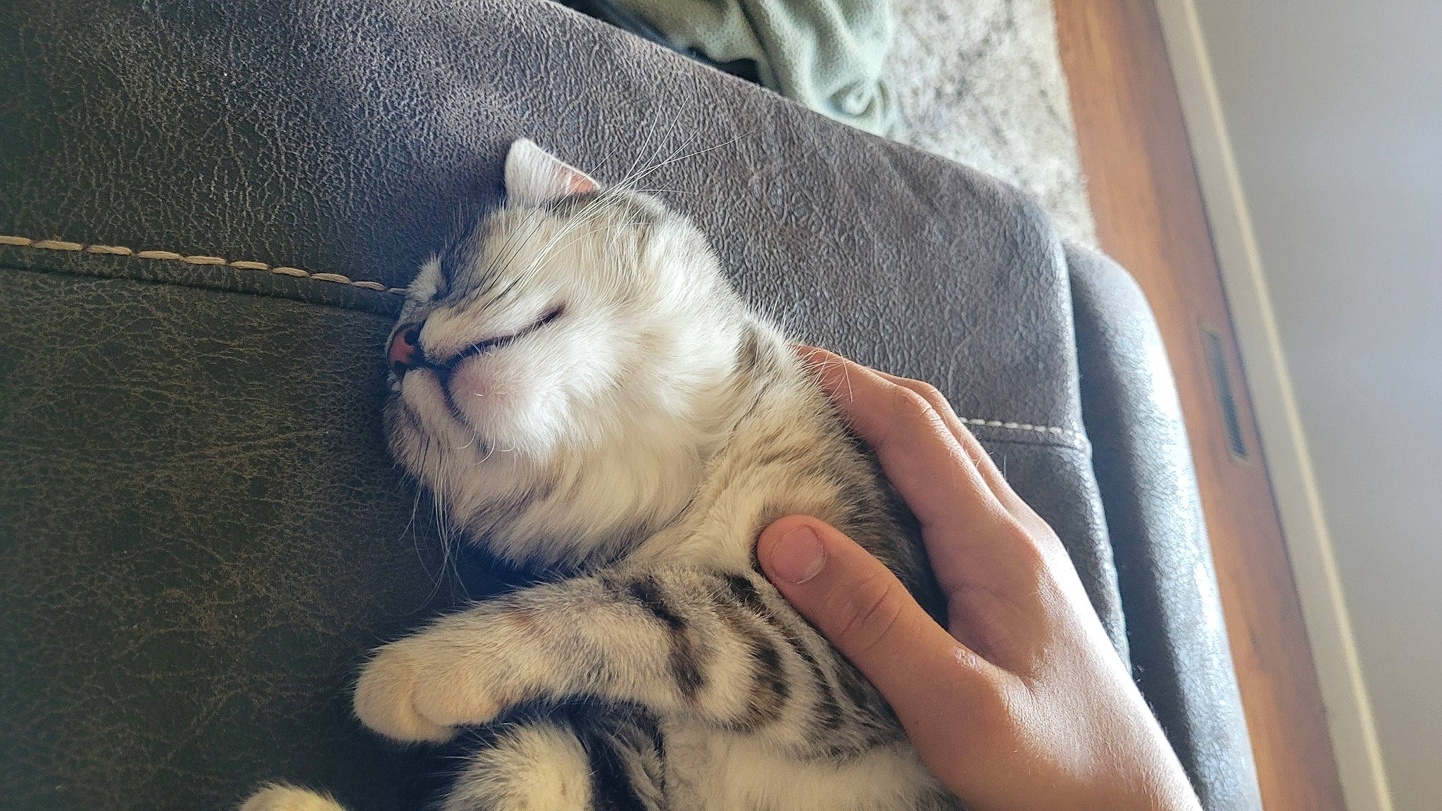 Zu Zu joined the competition — help win amazing prizes! carnivore, cat, claw, comfort, domestic_short_haired_cat, fawn, felidae, fur, hand, nail, nap, paw, sitting, sleep, small_to_medium_sized_cats, snout, tail, whiskers, wood