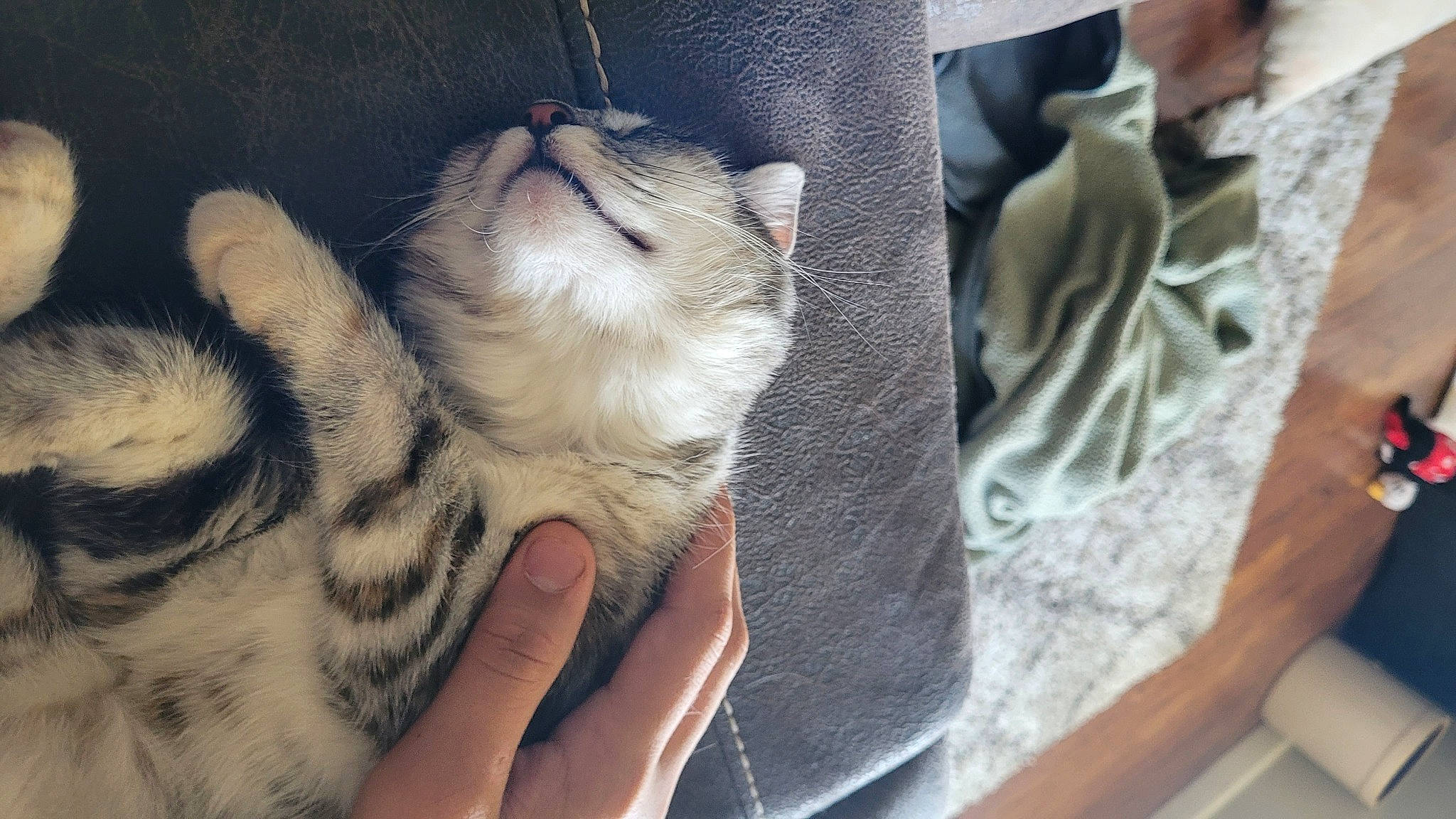 Zu Zu is registered to the contest to win money with this photo: carnivore, cat, claw, comfort, domestic_short_haired_cat, fawn, felidae, finger, foot, fur, gesture, hand, human_leg, linens, nail, paw, small_to_medium_sized_cats, snout, tail, whiskers