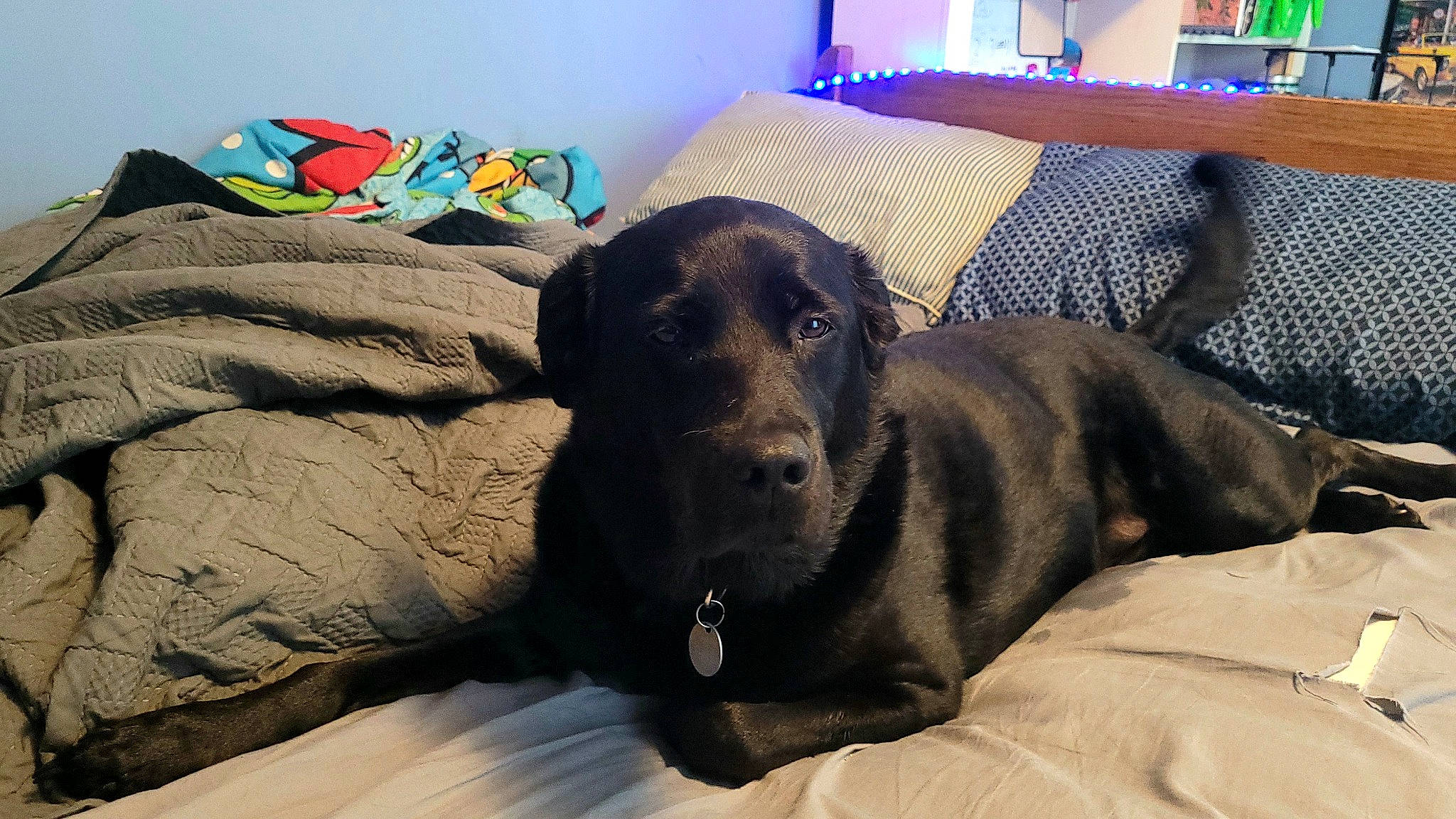 Jem is registered to the contest to win money with this photo: blue, borador, canidae, carnivore, comfort, companion_dog, couch, dog, dog_breed, dog_supply, fawn, fur, grey, guard_dog, linens, liver, pet_supply, room, sporting_group, working_animal