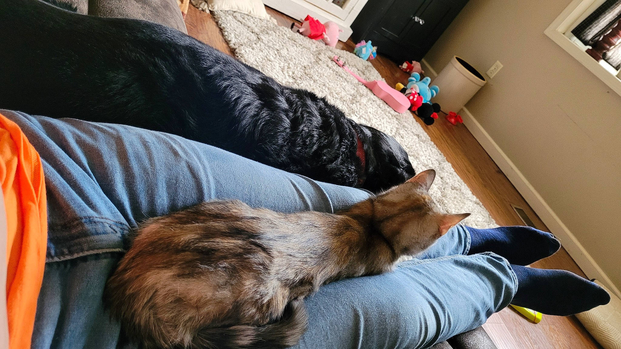 Jem is registered to the contest to win money with this photo: canidae, carnivore, cat, comfort, companion_dog, couch, dog_breed, domestic_short_haired_cat, felidae, flooring, fur, human_leg, lap, linens, mammal, small_to_medium_sized_cats, sporting_group, tail, whiskers, wood