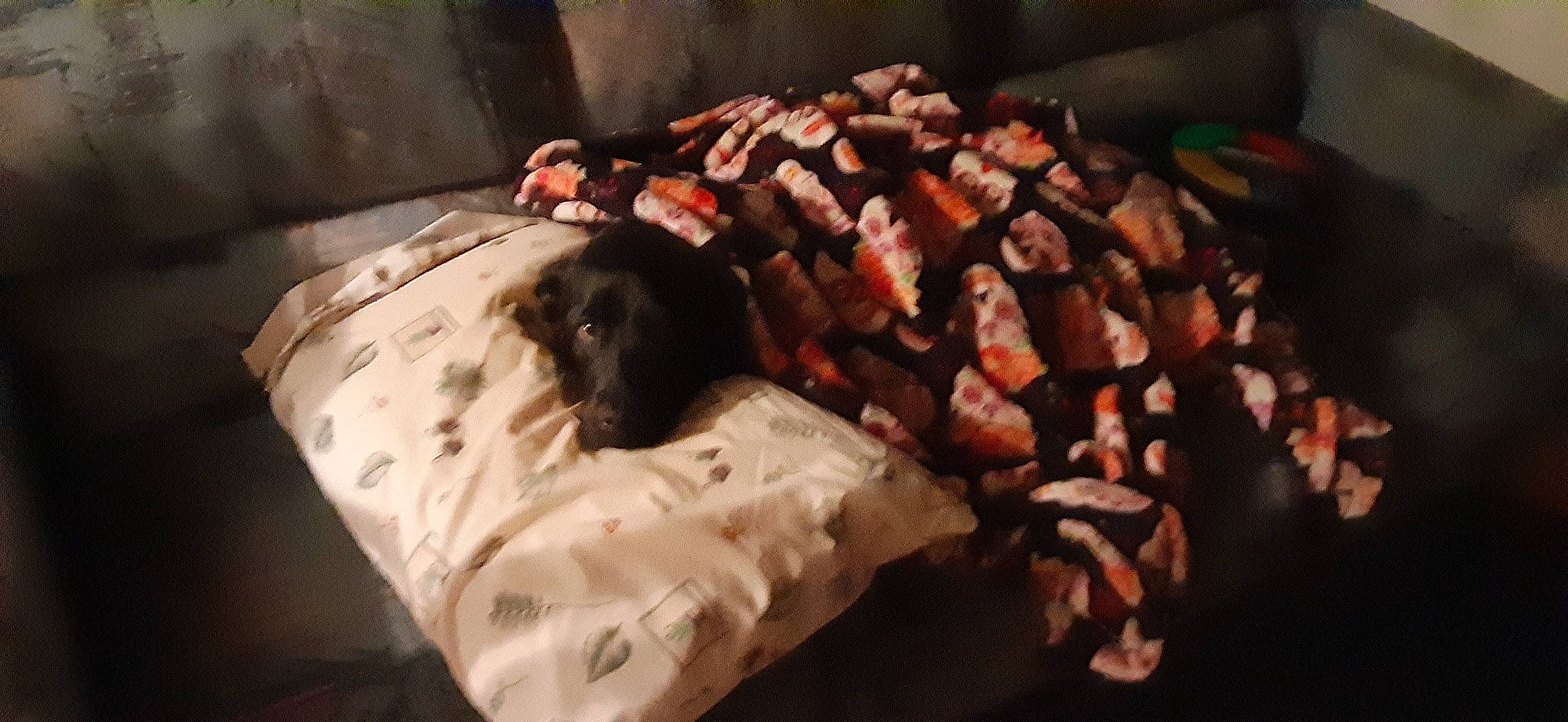 Jem joined the competition — help win amazing prizes! bedding, canidae, carmine, carnivore, comfort, companion_dog, dog, dog_breed, dog_supply, event, flesh, flooring, fur, guard_dog, linens, room, snout, sporting_group, wood, working_animal