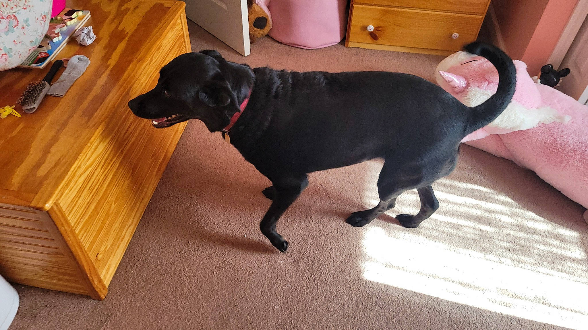 Jem joined the competition — help win amazing prizes! carnivore, chair, collar, companion_dog, dog, dog_breed, dog_collar, fawn, floor, flooring, guard_dog, hardwood, laminate_flooring, snout, tail, varnish, wood, wood_flooring, wood_stain, working_animal