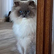 Saphir participe au concours pour gagner de l'argent avec cette photo : cat, blue_eyes, fluffy_fur, long_hair, white_paws, gray_face, door_frame, indoor, tile_floor, sitting, portrait, pet, whiskers, close_up, looking_at_camera, expressionless, furry, household, cute, soft