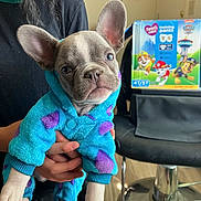 Lucky joined the competition — help win amazing prizes! puppy, french_bulldog, dog, hoodie, clothing, person, hand, indoor, chair, box, training_pants, floor, ears, pet, cute, young, holding, animal, furniture, casual