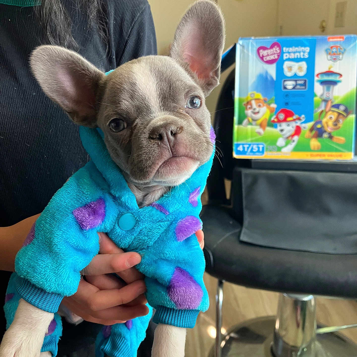 Lucky joined the competition — help win amazing prizes! animal, box, casual, chair, clothing, cute, dog, ears, floor, french_bulldog, furniture, hand, holding, hoodie, indoor, person, pet, puppy, training_pants, young