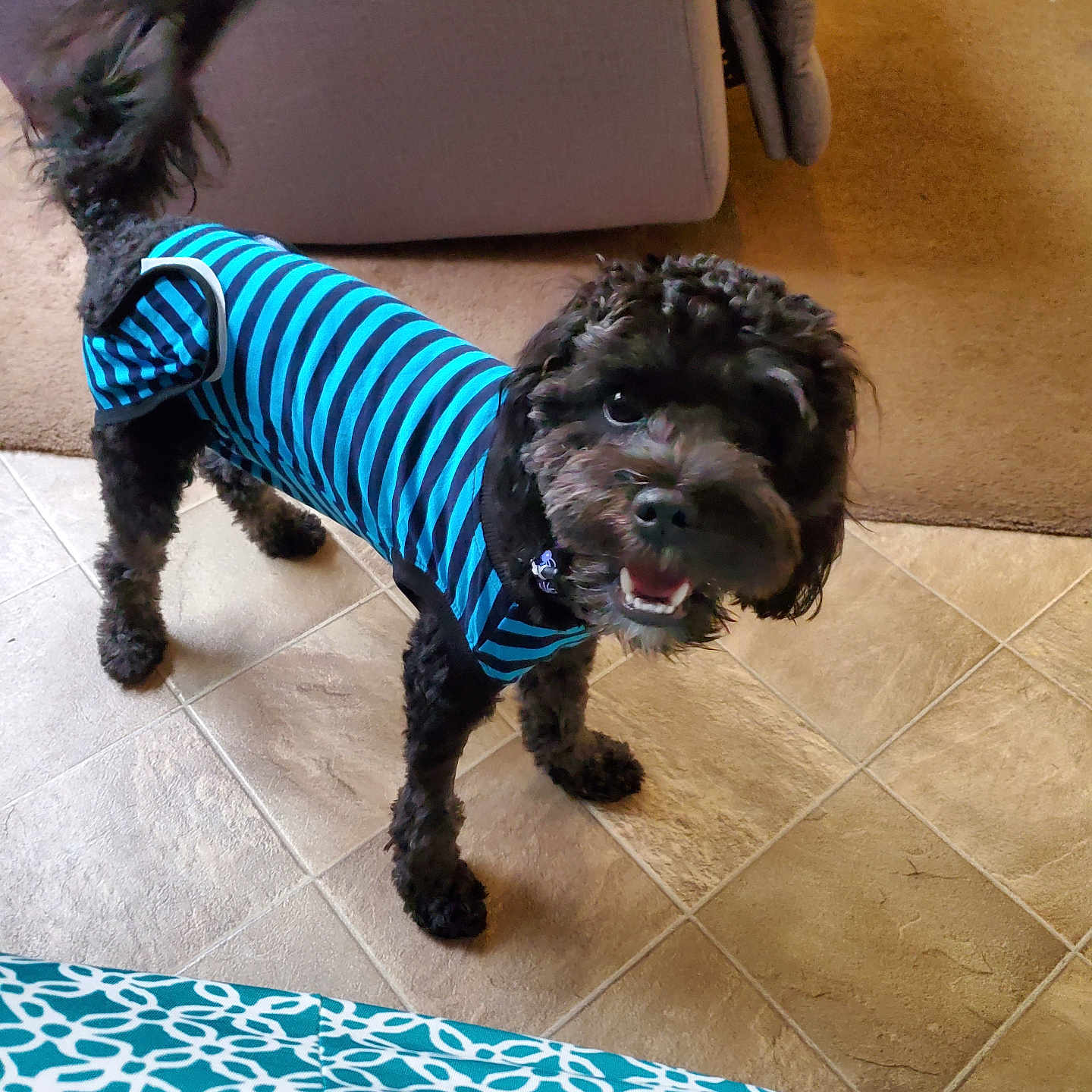 Poe is registered to the contest to win money with this photo: accessories, affenpinscher, animal, architecture, building, canine, chair, cockerspaniel, couch, dog, furniture, indoors, leash, livingroom, pet, poodle, puppy, room, strap, terrier