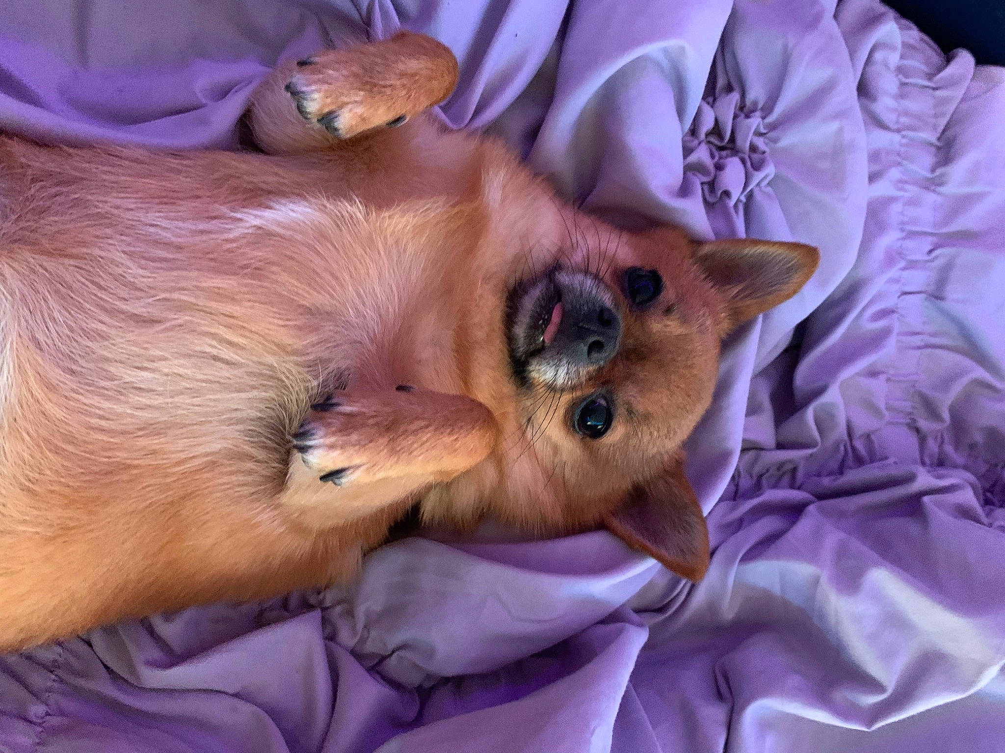 Symoan is registered to the contest to win money with this photo: canidae, carnivore, clock, comfort, companion_dog, corgi_chihuahua, dog, dog_breed, dog_supply, ear, fawn, fur, liver, nap, paw, snout, spitz, sporting_group, toy_dog, whiskers