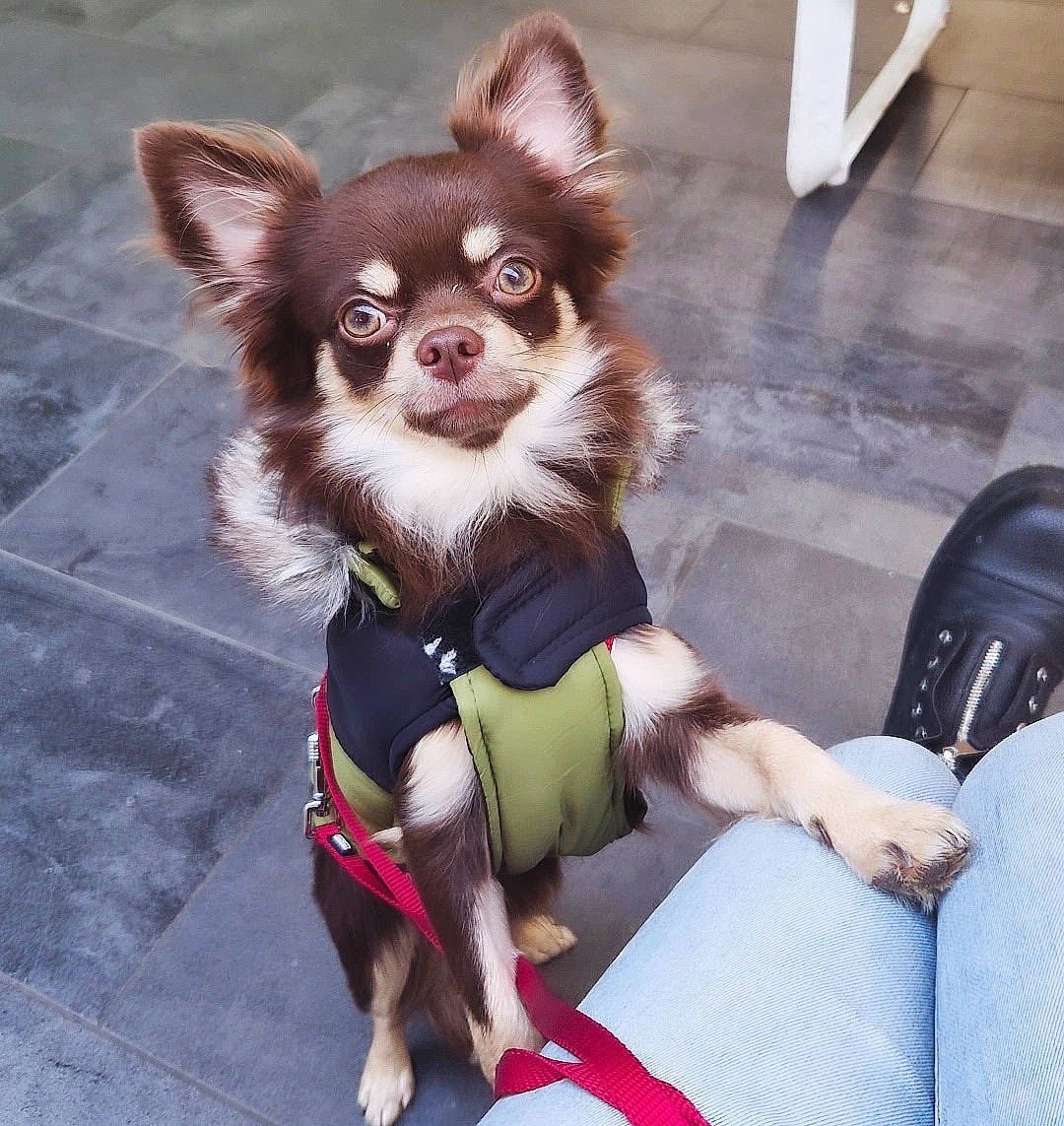 Tinder a rejoint le concours — aidez-le/la à gagner de superbes lots ! carnivore, companion_dog, costume, dog, dog_breed, dog_clothes, dog_collar, dog_supply, fashion_accessory, fawn, fur, plant, sitting, snout, tail, terrestrial_animal, toy_dog, whiskers, working_animal