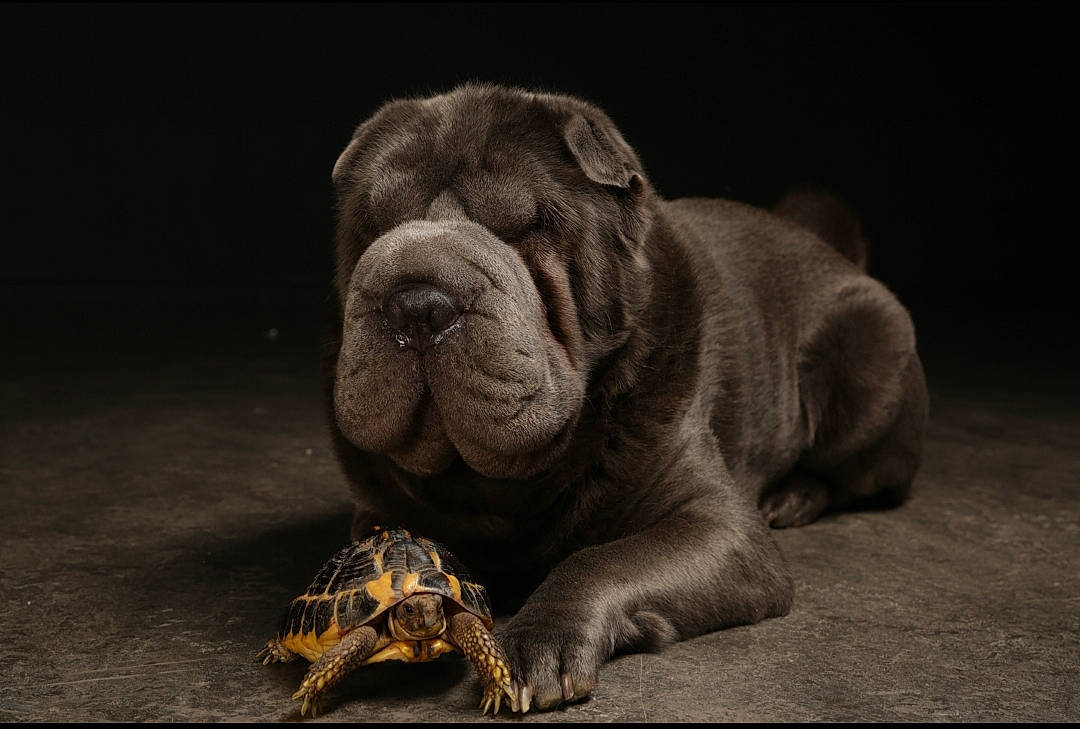 Moska a rejoint le concours — aidez-le/la à gagner de superbes lots ! bored, bulldog, canidae, carnivore, companion_dog, darkness, dog, dog_breed, flash_photography, grey, monochrome, monochrome_photography, night, non_sporting_group, still_life, still_life_photography, terrestrial_animal, whiskers, wood, wrinkle