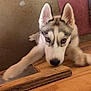 Mag joined the competition — help win amazing prizes! animal, blue_eyes, canine, carpet, close_up, concrete_floor, curious, dog, ears, fur, husky, indoor, looking, paw, pet, playful, puppy, snout, wooden_surface, young_dog