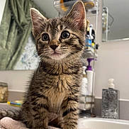 Luna is registered to the contest to win money with this photo: kitten, tabby, cat, feline, pet, indoor, bathroom, towel, curious, young, fur, whiskers, ears, eyes, mirror, shelf, bottle, countertop, domestic, cute