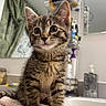 bathroom, bottle, cat, countertop, curious, cute, domestic, ears, eyes, feline, fur, indoor, kitten, mirror, pet, shelf, tabby, towel, whiskers, young
