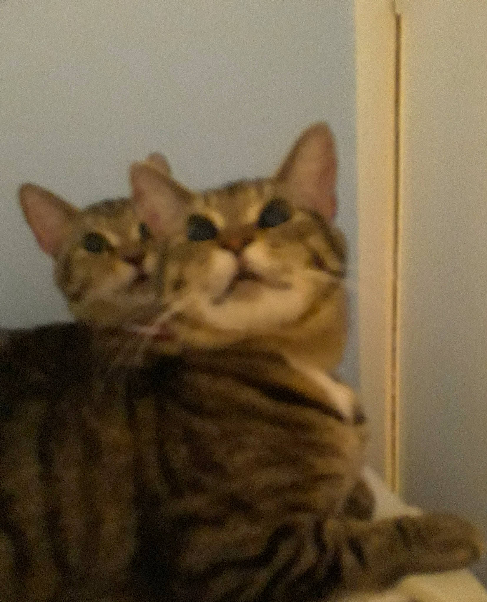 Max And Paddy joined the competition — help win amazing prizes! carnivore, cat, domestic_short_haired_cat, ear, eye, fawn, felidae, fur, head, paw, small_to_medium_sized_cats, snout, tail, terrestrial_animal, whiskers, wildlife, wood