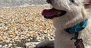 Casper is registered to the contest to win money with this photo: beach, blue_eye, close_up, dog, happy, harness, leash, ocean, outdoors, portrait, puppy, sand, seashells, seawater, shoreline, smiling, summer, sunlight, tongue_out, white_dog