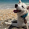Casper is registered to the contest to win money with this photo: dog, puppy, white_dog, beach, seashells, ocean, seawater, blue_eye, tongue_out, smiling, happy, outdoors, sunlight, shoreline, sand, harness, leash, close_up, portrait, summer
