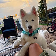 Casper joined the competition — help win amazing prizes! puppy, dog, white_fur, fluffy, bandana, tongue_out, outdoor, patio, sunset, rainbow, palm_tree, bicycle, lawn_chair, cushion, rug, person, lap, garden, portrait, happy