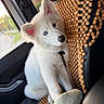 Casper is registered to the contest to win money with this photo: puppy, dog, white_fur, fluffy, blue_eye, dark_eye, heterochromia, sitting, car, car_interior, passenger_seat, seat_cover, wooden_beads, collar, leash, window, road_trip, cute, pet, portrait