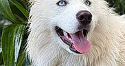 Casper is registered to the contest to win money with this photo: dog, white_dog, fluffy, blue_eyes, open_mouth, panting, tongue, happy, portrait, close_up, long_fur, pointed_ears, animal, pet, outdoor, garden, tropical_plants, greenery, wet_leaves, collar