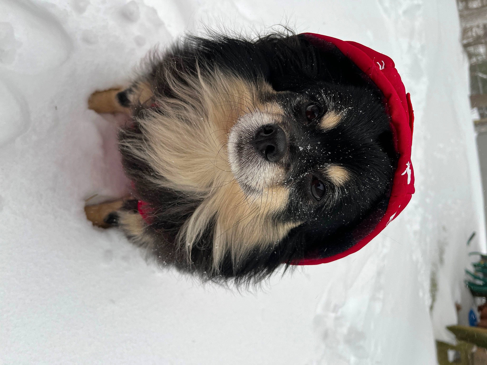 Chunky joined the competition — help win amazing prizes! canidae, carnivore, claw, companion_dog, dog, dog_breed, dog_supply, fawn, fur, liver, non_sporting_group, paw, snout, snow, sporting_group, tail, terrestrial_animal, toy_dog, whiskers, working_animal