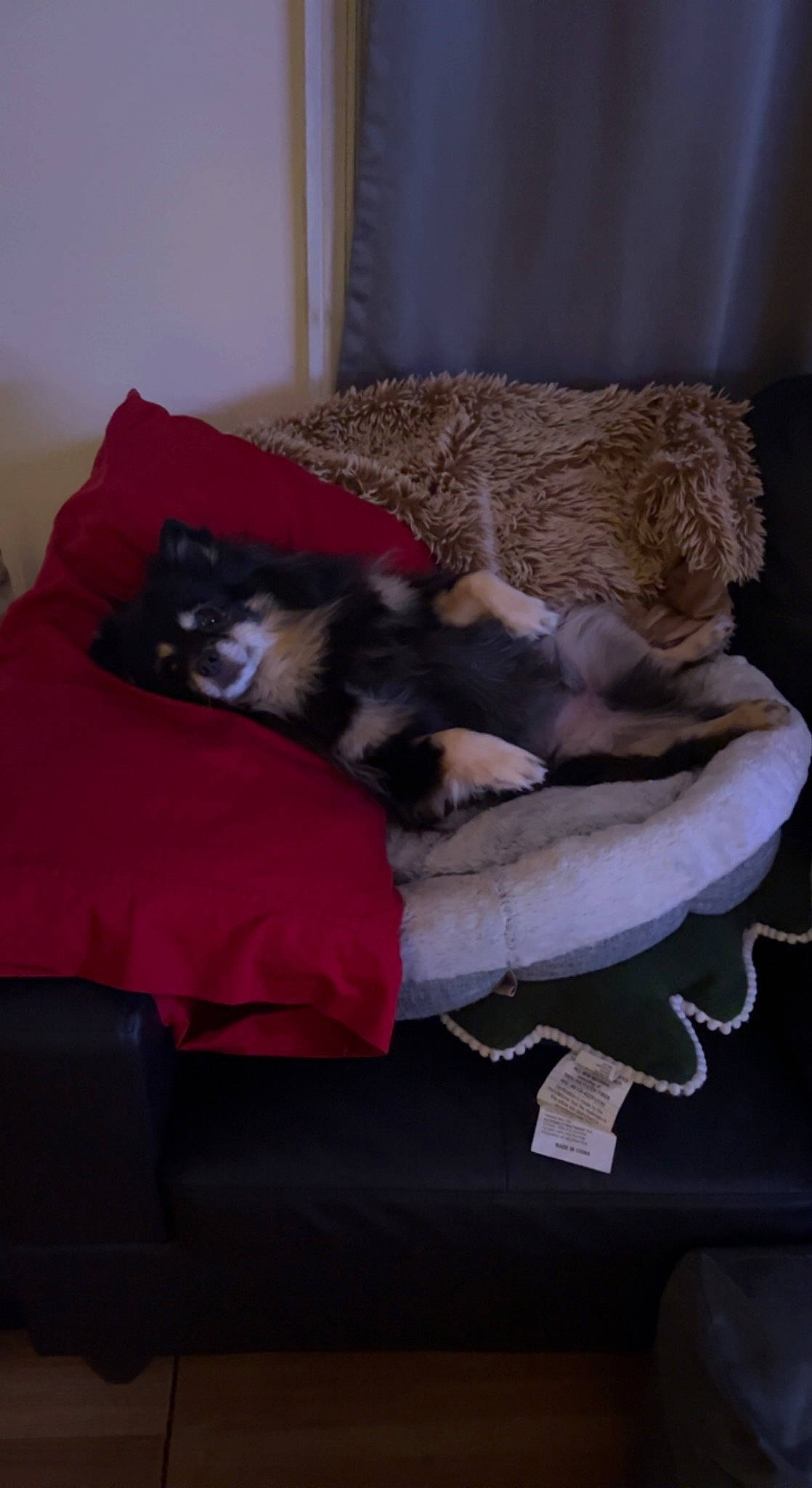 Chunky is registered to the contest to win money with this photo: canidae, carnivore, cat, cat_bed, cat_supply, comfort, companion_dog, couch, dog_breed, fawn, felidae, fur, hardwood, linens, nap, room, small_to_medium_sized_cats, sporting_group, tail, whiskers